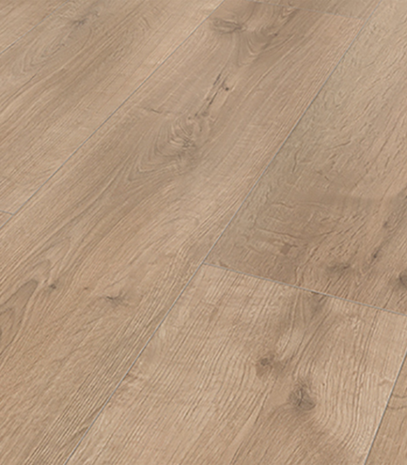 TULIP WIDE55819